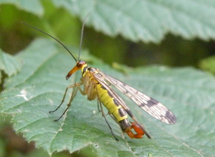 Mecoptera di montagna : Panorpa cognata